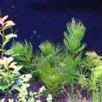 植栽から6日目（トリミング直後）　マツモ
